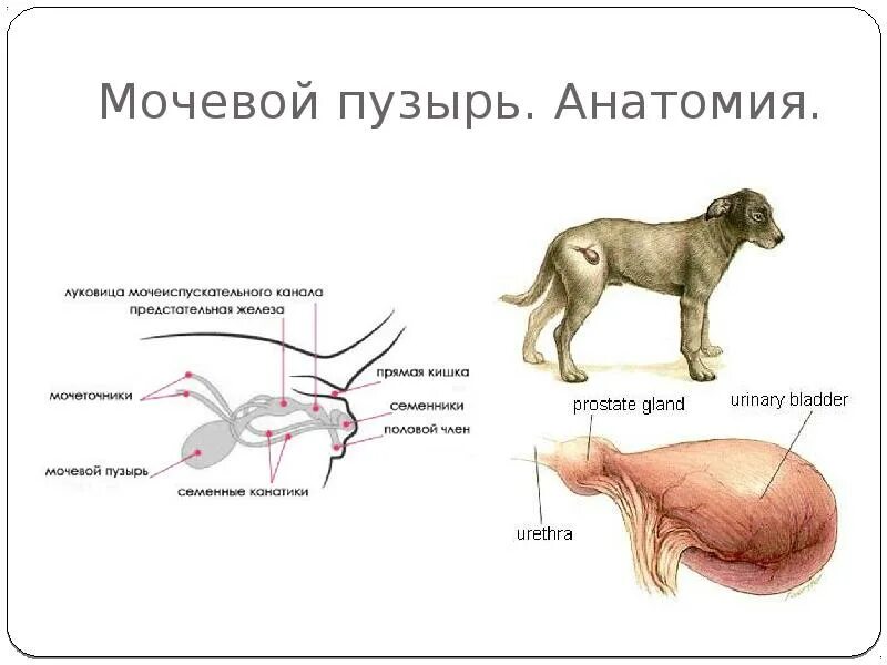 Мочеиспускание животных. Строение мочевого пузыря у собаки. Анатомия мочевой системы собак. Мочевой пузырь собаки анатомия. Строение мочевого у собак.