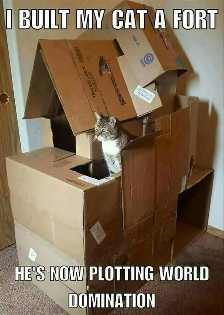 Build a cat
