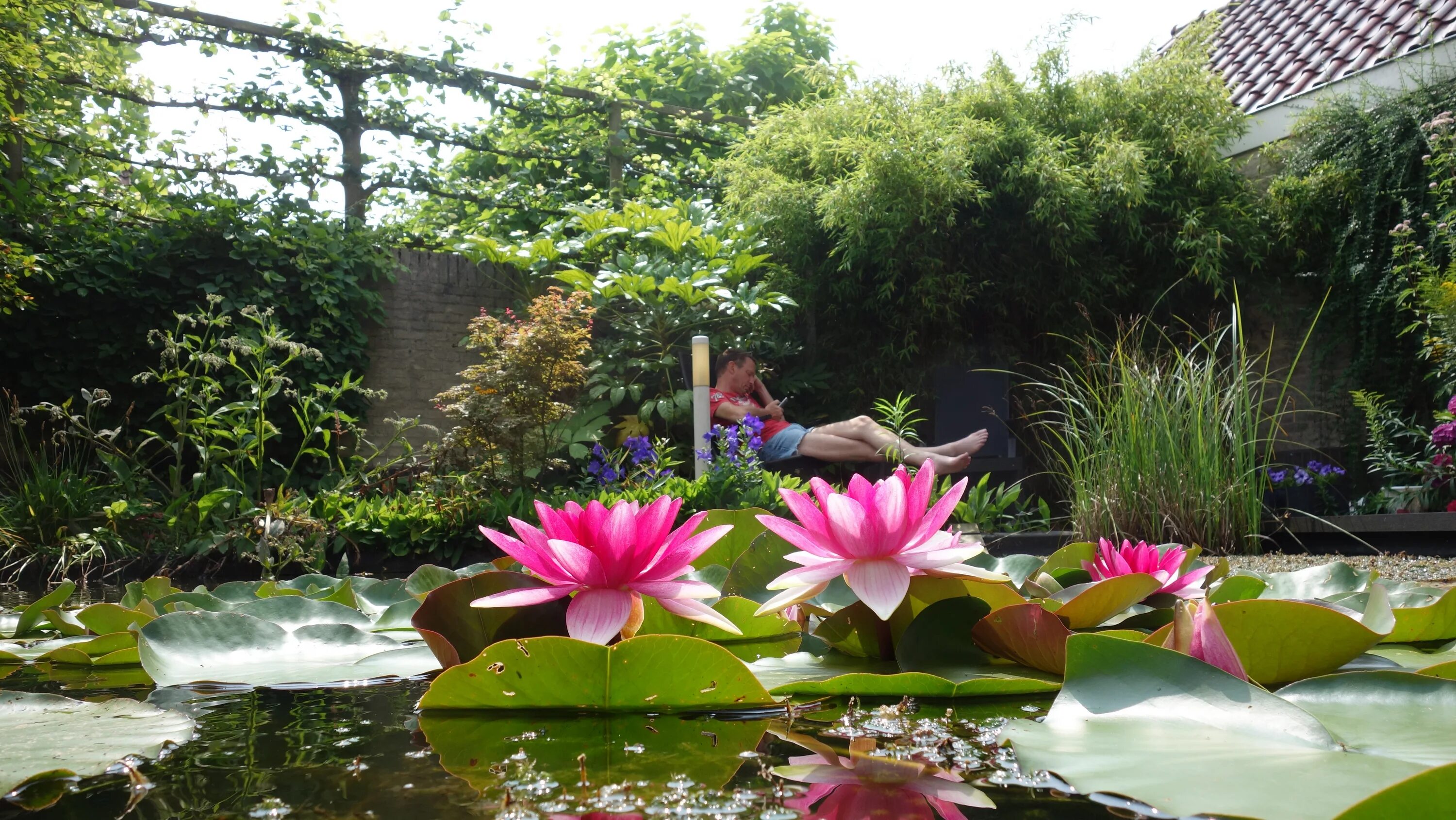 Цветочный пруд 22. Дендрарий Сочи кувшинки. Ботанический сад Киото водоем лотоса. Киотский Ботанический сад в Японии пруд с лотосами. Ботанический сад кувшинки СПБ.