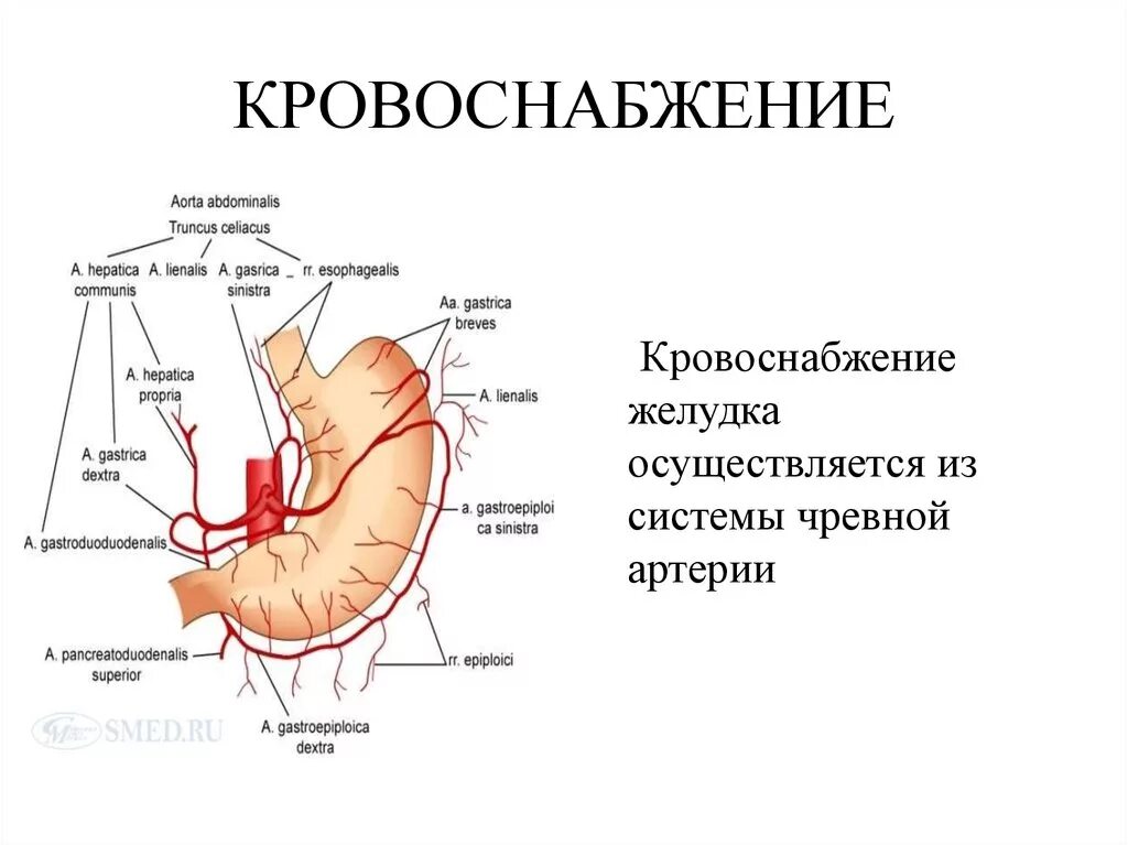 Кардиальный латынь. Иннервация желудка топографическая анатомия. Кровоснабжение желудка анатомия схема. Левая желудочная артерия топографическая анатомия. Желудочно сальниковая артерия.