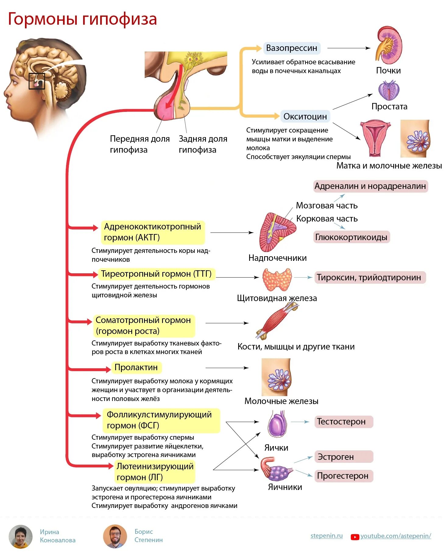 Гипофиз как улучшить его. Строение гормонов передней доли гипофиза. Гипофиз – расположение, доли. Гормоны гипофиза.. Гормоны передней доли гипофиза и их функции таблица.