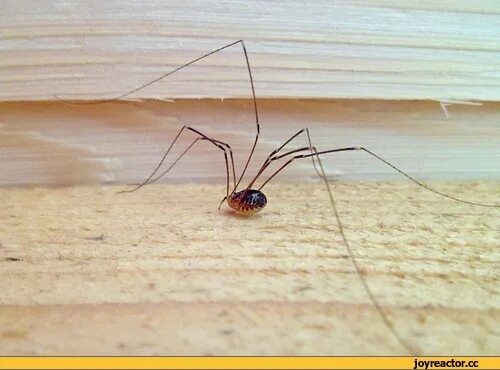 АмГПГУ - 1 Spider-postman