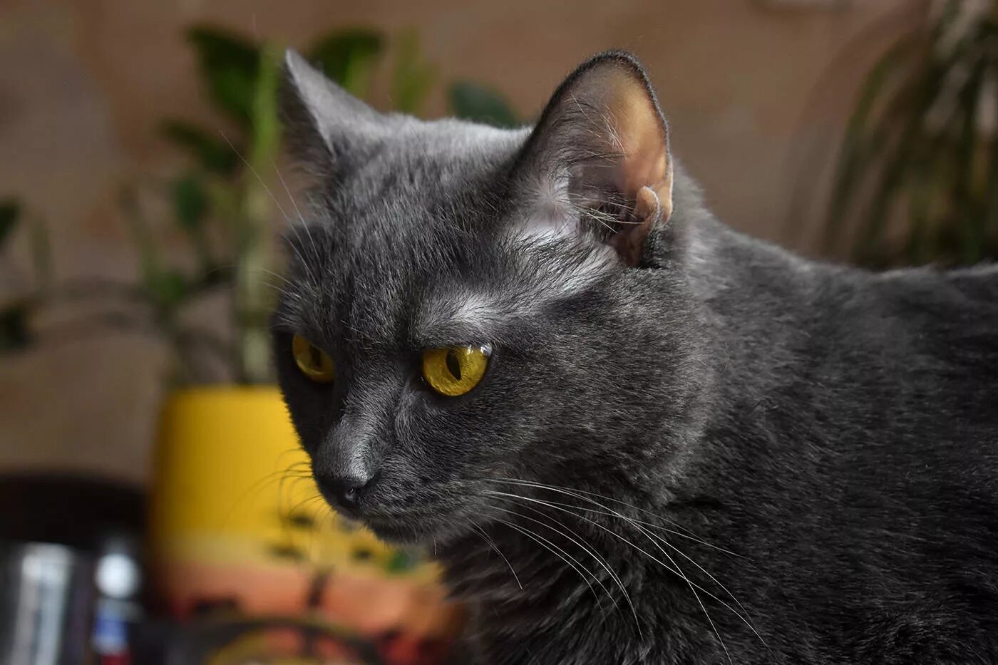 Серый гладкошерстный кот с желтыми глазами. Порода серой кошки с жёлтыми глазами. Серая кошка с желтыми глазами. Серая кошка с оранжевыми глазами.