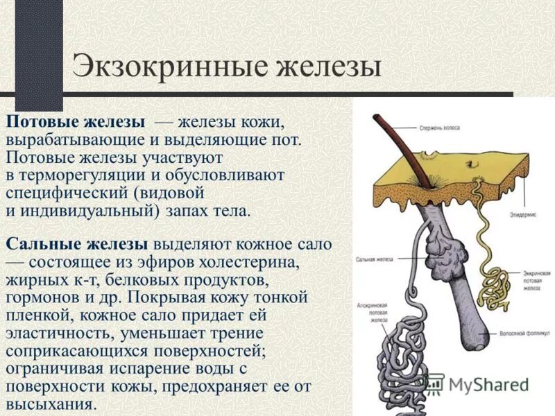 железы участвуют в терморегуляции. клиностатическая проба. покровы тела млекопитающих рисунок. железы участвуют в терморегуляции. схема строения кожи млекопитающих.