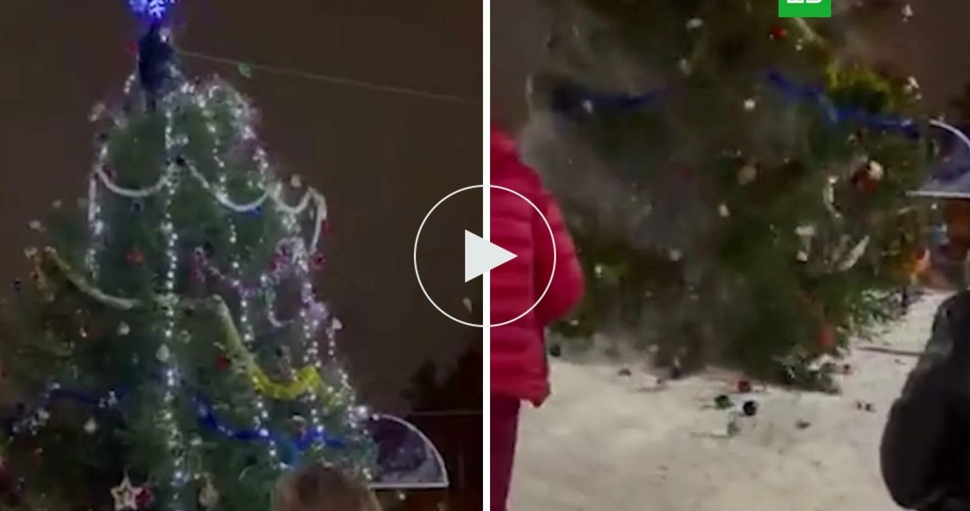 Упавшая елка. Елка упала на людей в бельгии. Елка упала на людей в бельгии. В мурманске упала елка. Уронил елку.