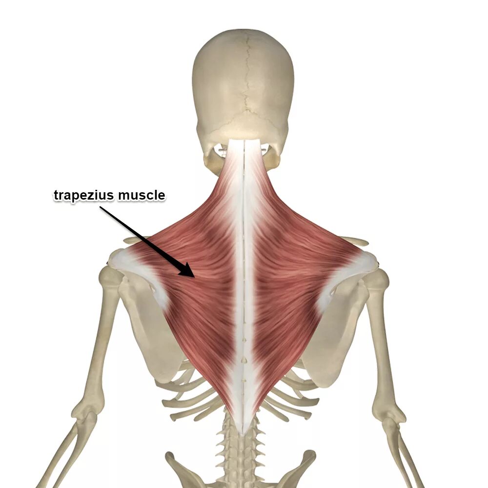 Трапециевидная функция. Трапециевидная мышца шеи анатомия. Trapezius мышца. Трапециевидная мышца спины крепится к. Musculus Trapezius анатомия.