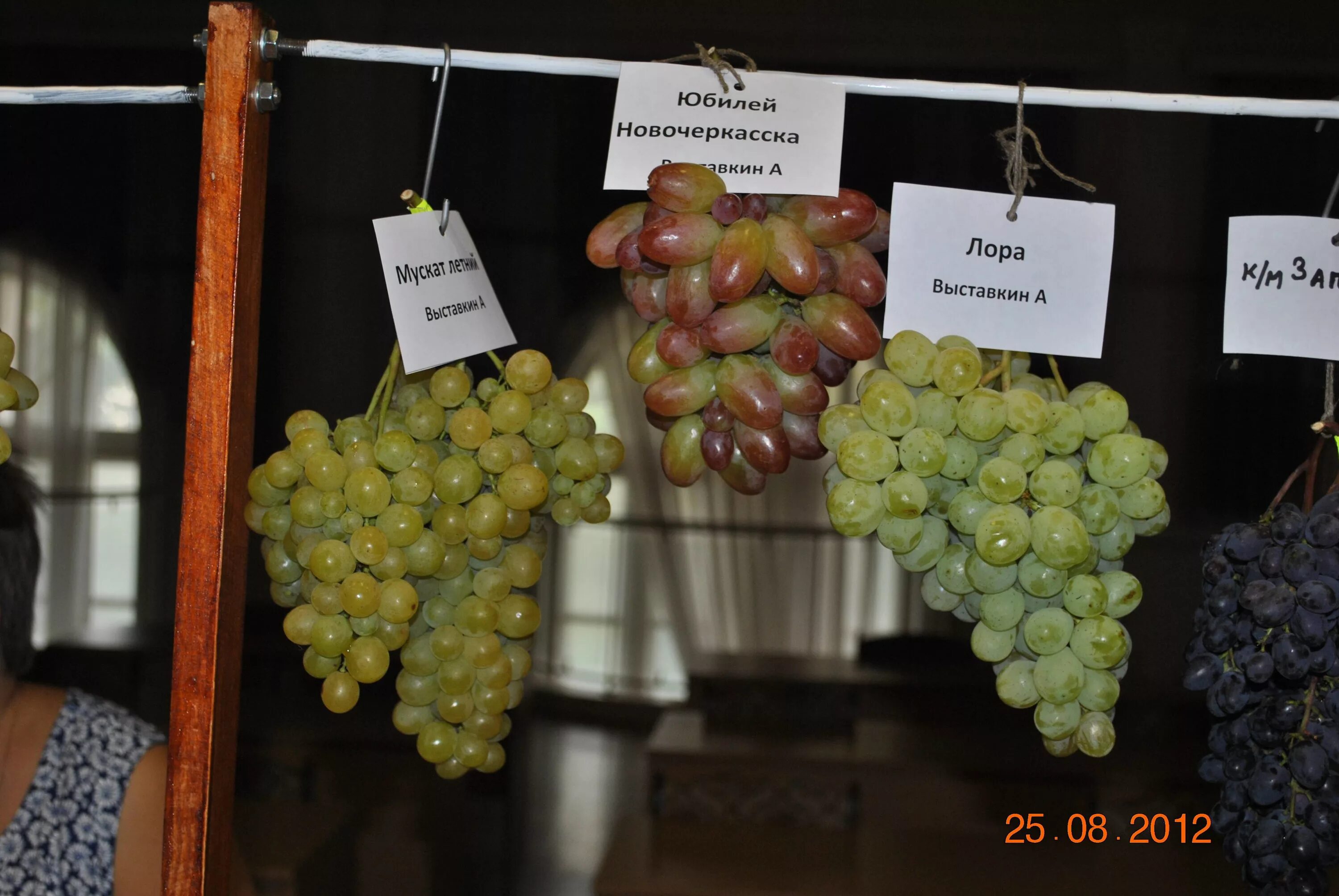 сорт винограда басанти. саженцы винограда пузенко. виноград метод пузенко. виноград подарок елене. виноград пузенко.