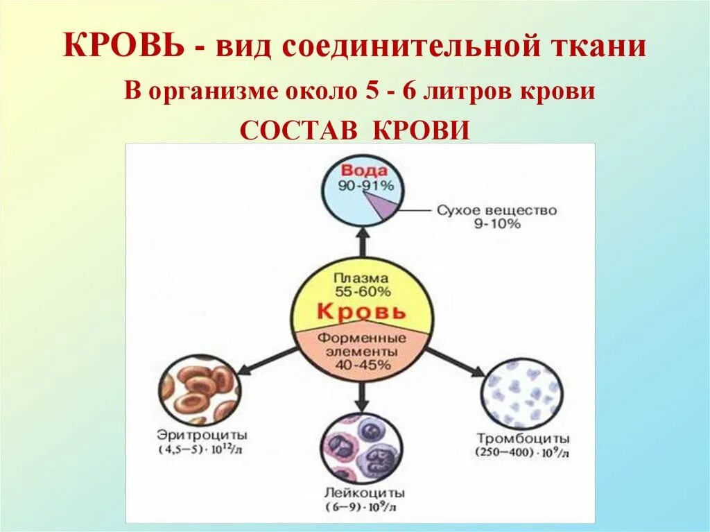 Состав крови человека. Виды крови у человека. Состав и функции крови. Витамины в плазме крови