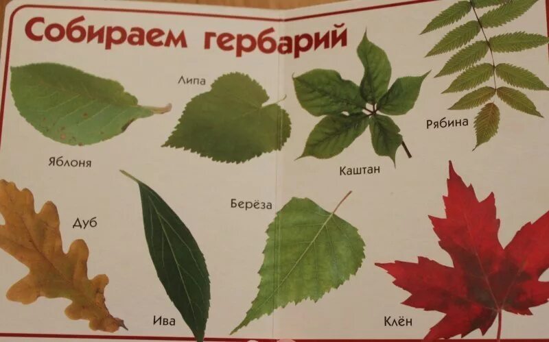 Image result for leaves images Tree leaf identification, Tree identification, Le