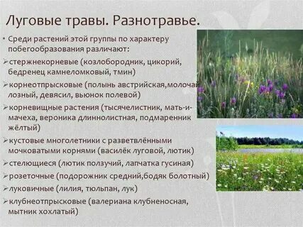 3 чем поле отличается от луга. 3 чем поле отличается от луга