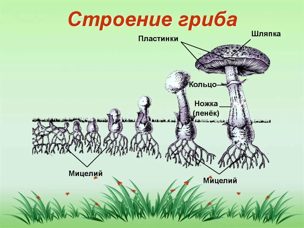 Мицелий гриба гиф. Грибы мицелий строение гриба. Шляпочные грибы грибница. Строение шляпочного гриба мицелий. Строение гриба с грибницей.