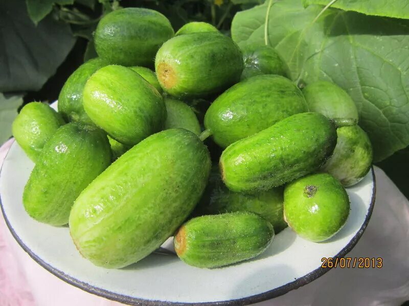 Огурцы сорт чупа чупс. Сорт огурцов чупа-щупс f1. Огурец дальневосточный среднеспелый засолочный. Огурцы бочонки сорт. Огурцы бочонки сорт.