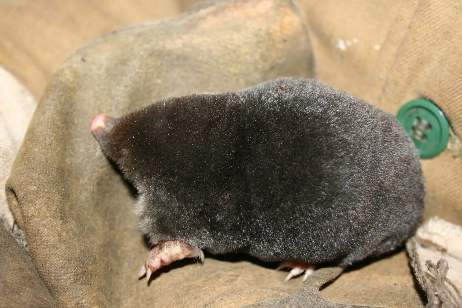 цвет крота. насекомоядные крот. земляной крот. цвет крота. животные.