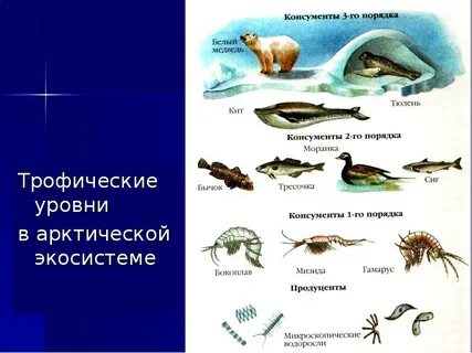 Арктическая экосистема