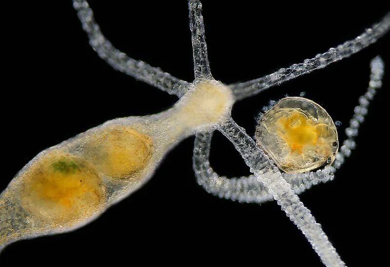 Полип червь. Полип червь. Эндоскопическое исследование толстой кишки. Глубоководные склерактиниевые кораллы. Медузы туритопсис полип.