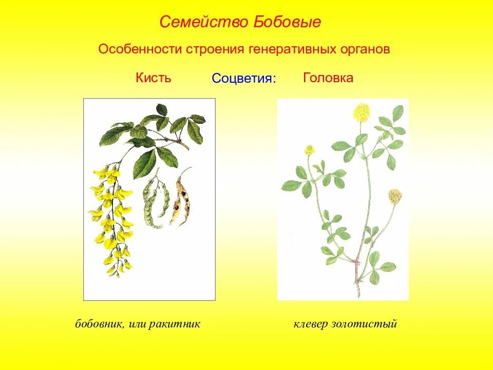 Семейство бобовые соцветие. Двудольных растений соцветия бобовые. Особенности строения бобовых. Покрытосеменные бобовые. Генеративные органы соцветия