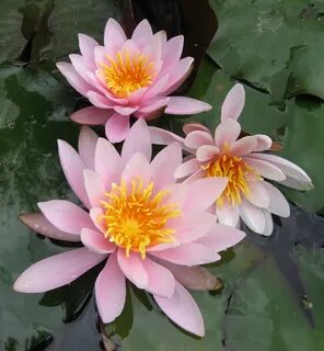 Nymphaea Plants