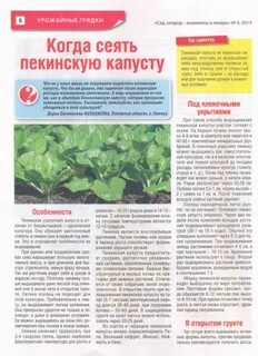Можно ли сажать пекинскую капусту в июле