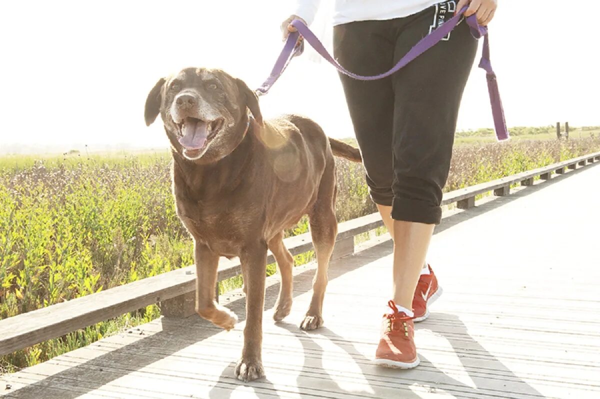 Walking pet. Поводок для собак. Прогулка с собакой. Гулять с собакой. Прогулка с большой собакой.