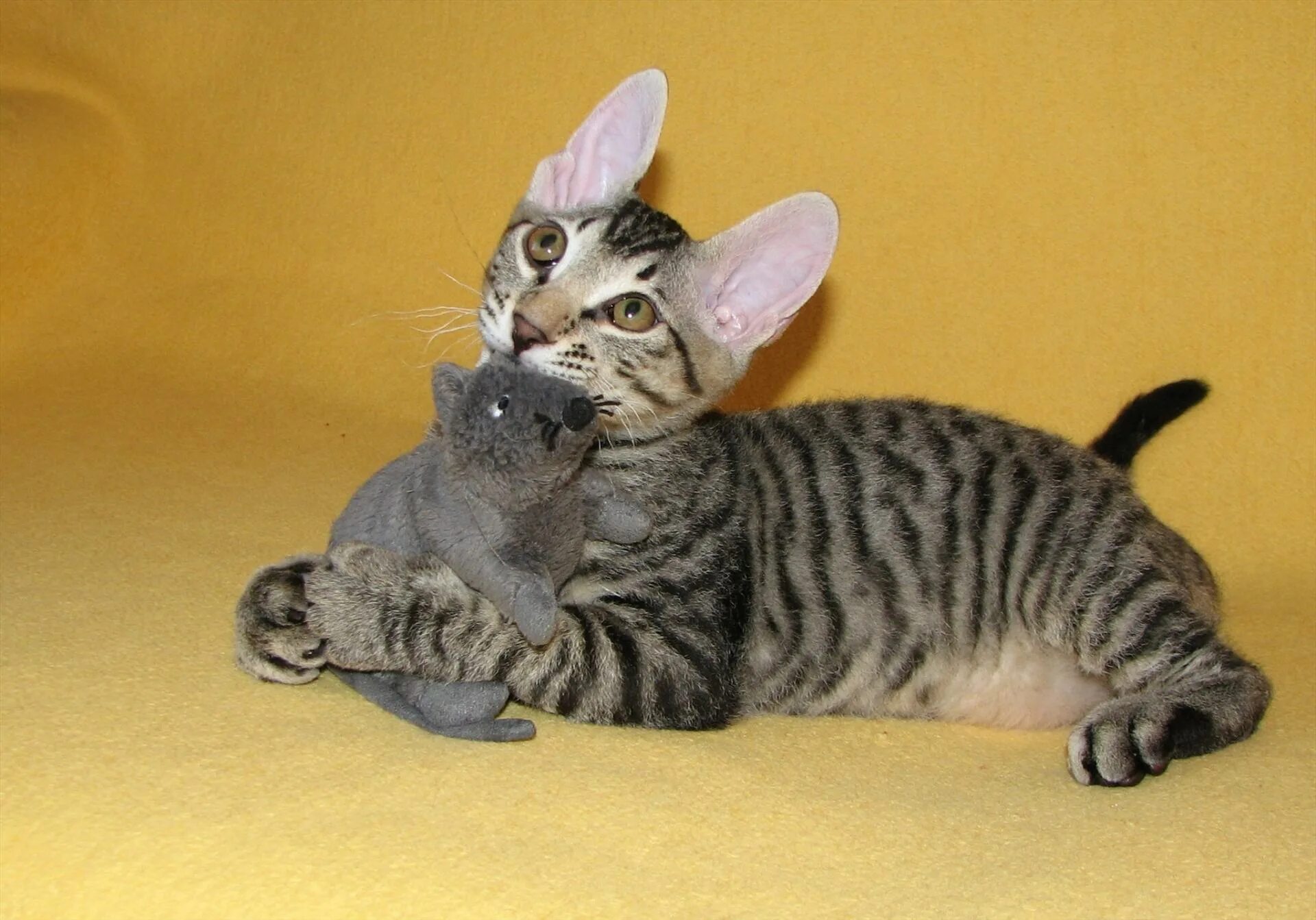 сфинкс родился с шерстью. сфинкс родился с шерстью. сфинксы котята родившиеся. донской сфинкс флок. донской сфинкс котята.