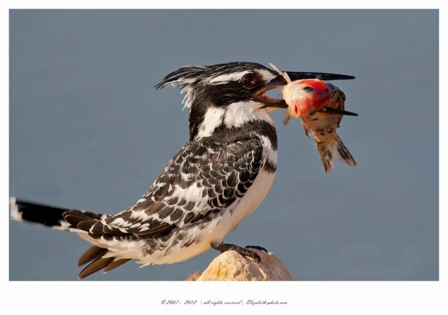 After a bird. Птица дипломат.