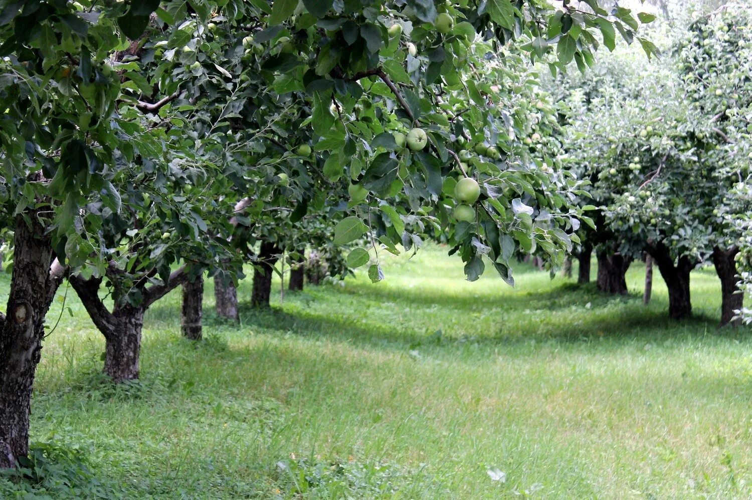 Купить плодовые деревья в беларуси. Пальметта яблоня. Можайский плодовый сад. Ясная Поляна Яблоневый сад. Плодовые насаждения.