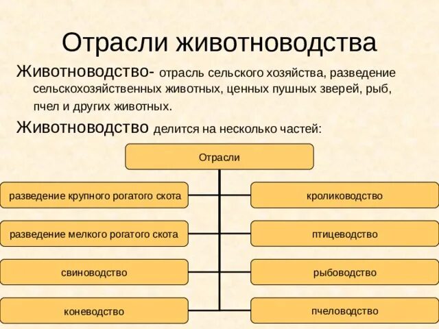 Какие современные отрасли. Отрасли животноводства схема. Основные отрасли животноводства в России. Схема животноводства России. Второстепенные отрасли животноводства.