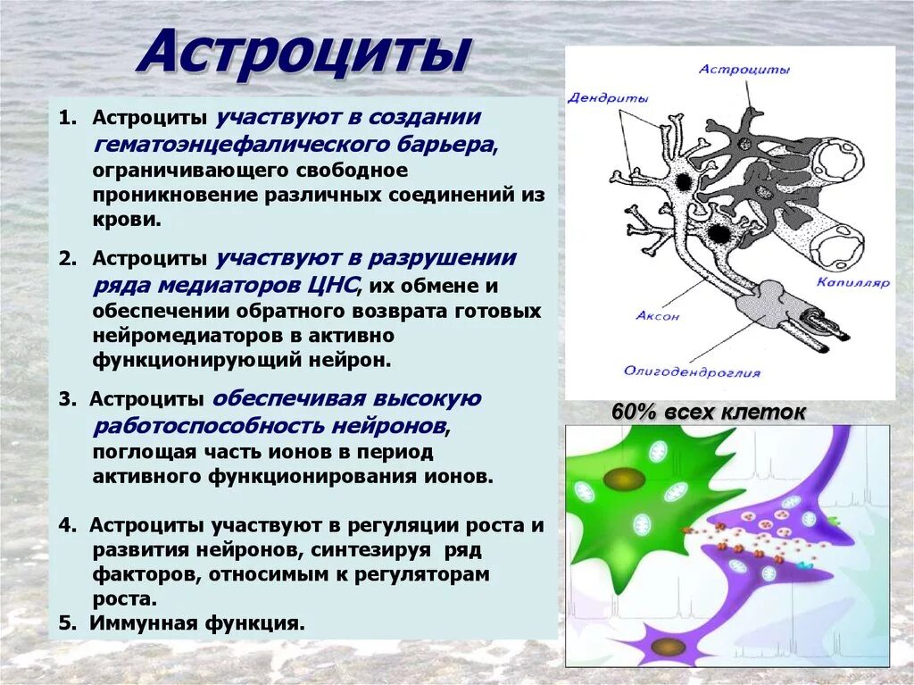 Плазматические астроциты строение. Астроциты функции гистология. Протоплазматические и волокнистые астроциты. Астроциты структура.