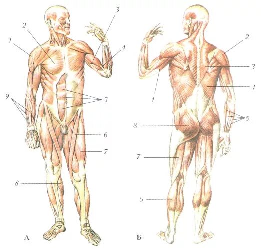 Мышцы туловища и конечностей анатомия. Мышцы тела человека анатомия 8 класс. Биология мышцы туловища и конечностей. Строение мышц туловища и конечностей человека.