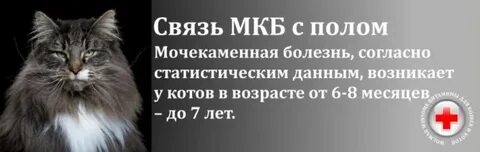 Мкб у кастрированного кота