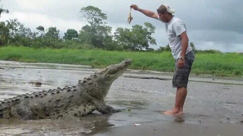 Отбивался от крокодила