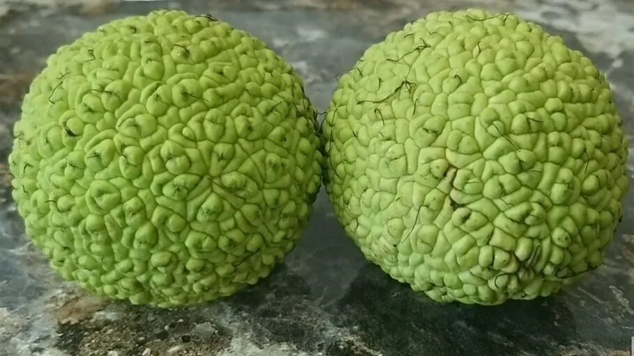 Адамово яблоко что это у человека. Адамово яблоко у мужчин. Адамово яблоко что это у человека. Маклюра адонис. Адамово яблоко что это у человека.