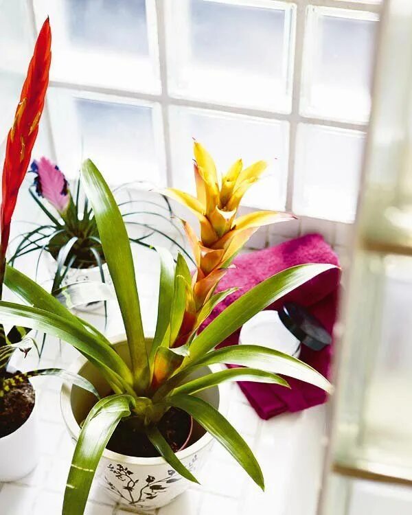 Гузмания Никарагуанская (Guzmania nicaraguensis). Гузмания отростки. Гузмания детки. Бромелия гузмания пересадка. Гузмания уход в домашних пересадка