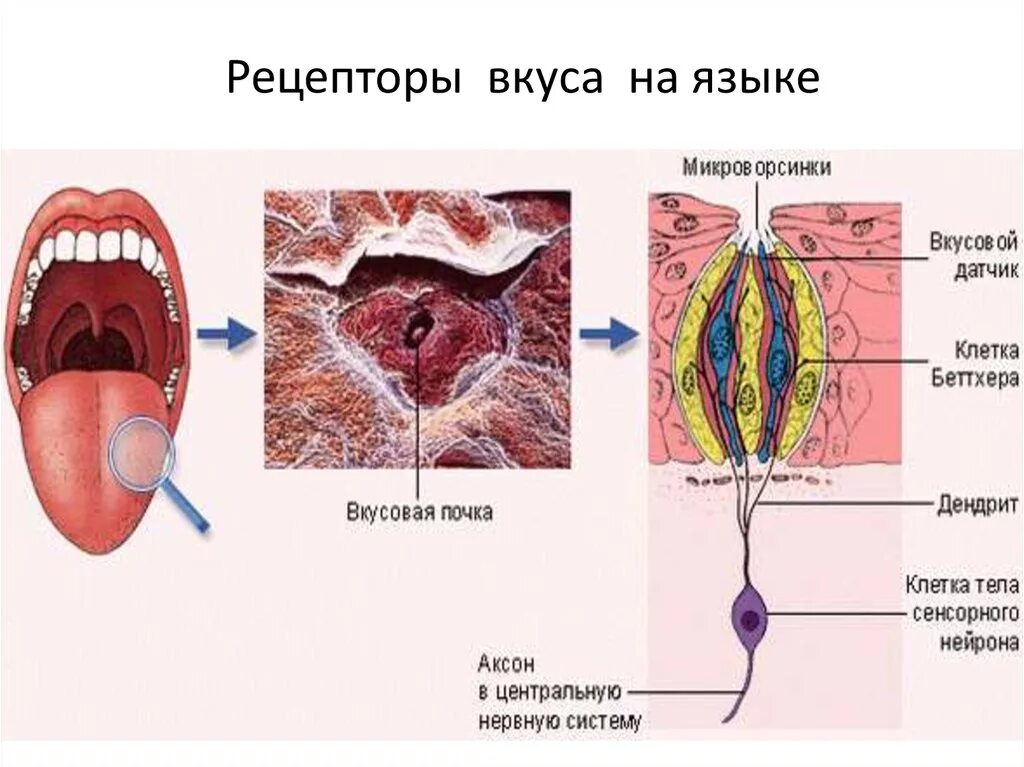 Рецепторы ротовой полости физиология. Расположение вкусовых рецепторов. Рецепторы вкуса на языке. Рецепторы языка человека.