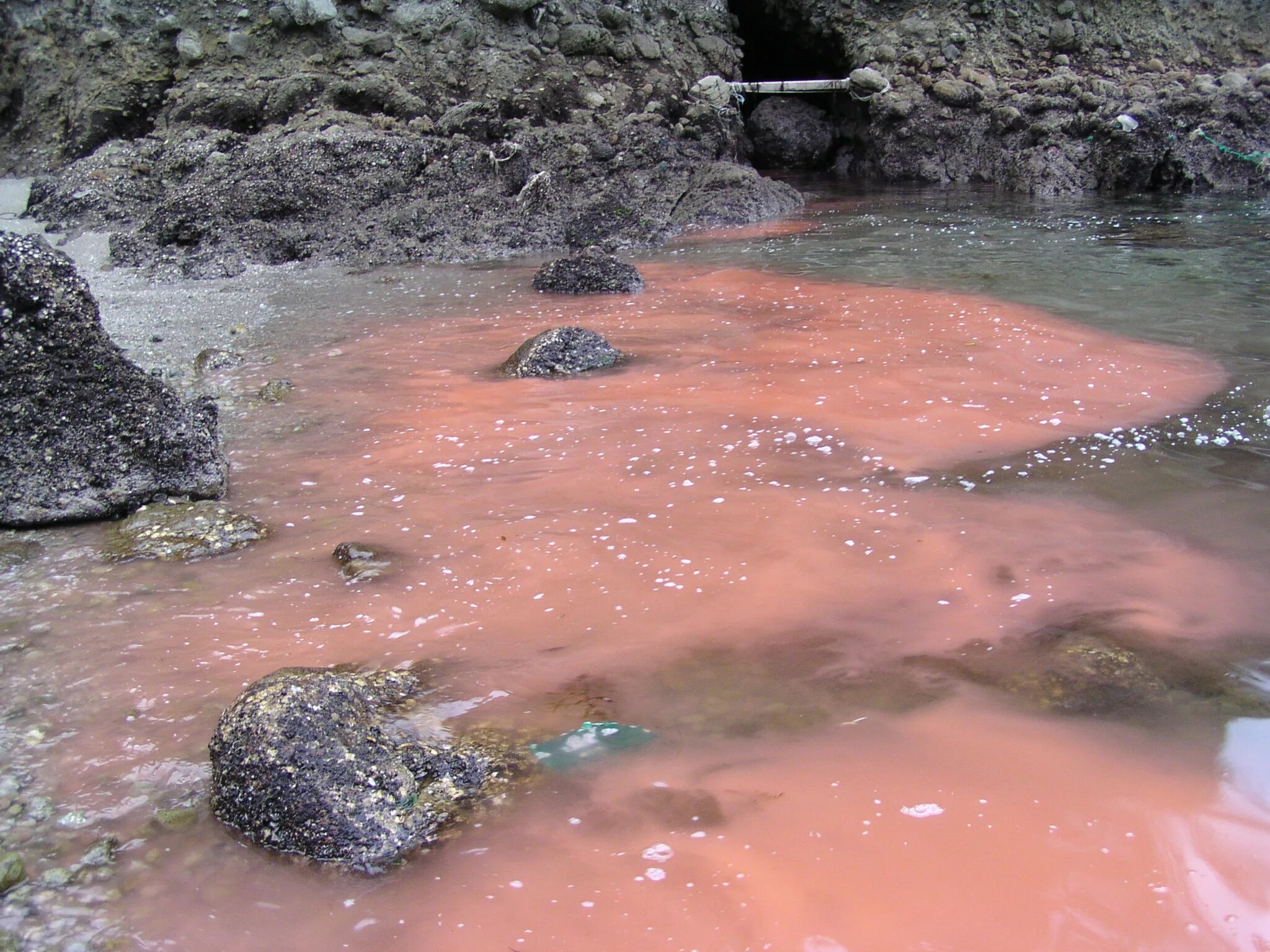 Морские водоросли на берегу. Красный прилив водоросли. Красные приливы флорида. Красный прилив водоросли. Красное море цветение водорослей.