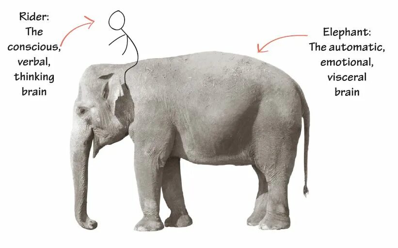 Elephant перевод. Слон. Слон с боку. Слоны вид сбоку. Слоны боком.