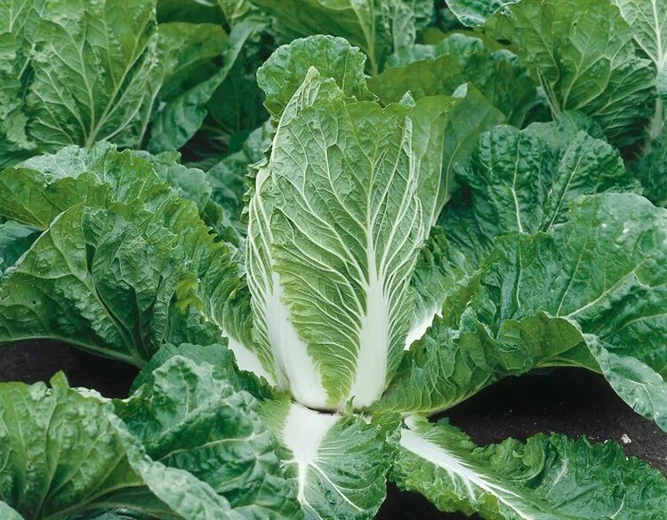 Пекинская капуста листовая фото CHINESE / NAPA CABBAGE Great Fall Vegetable, Growing Tips, How to Use it. Chin