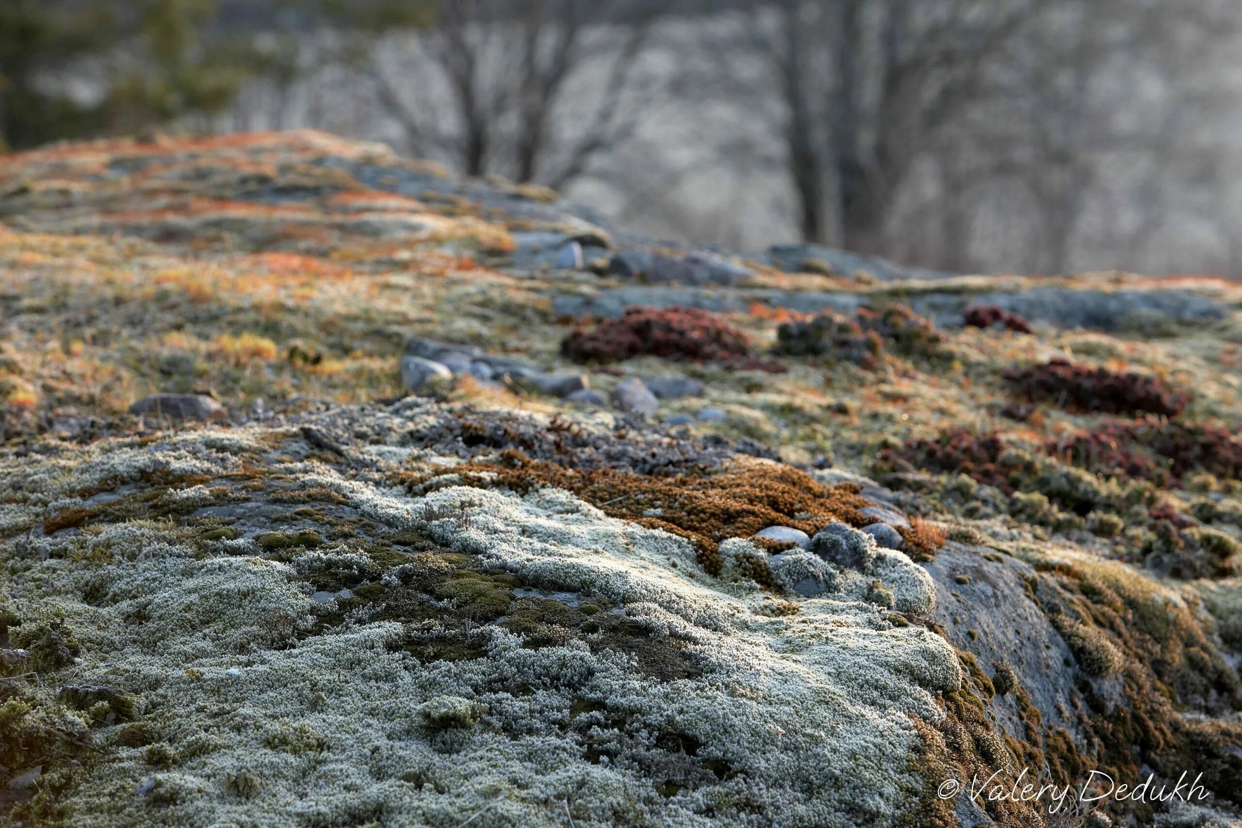 медуница подснежники. ранняя весна. после зимы какой будет. после зимы какой будет. зимние приметы на весну.