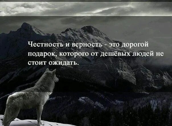 Признак верности. Честность и верность это дорогой подарок которого от дешёвых людей не. Мудрые высказывания о верности и преданности в любви. Статусы с волками. Статус про верность и преданность.