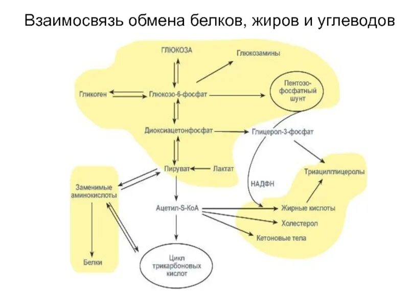 Жиров и углеводов соотношение между. Взаимосвязь обмена белков жиров и углеводов биохимия. взаимосвязь обмена веществ биохимия схема. взаимосвязь процессов обмена углеводов жиров белков. взаимосвязь белков жиров и углеводов биохимия.
