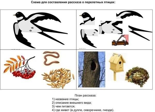 Составление рассказа о зимующих птицах. Схема рассказа описания перелетные птицы. схема описания зимующих птиц для дошкольников. мнемотаблицы для дошкольников перелетные птицы. схема для составления описательного рассказа о птицах.