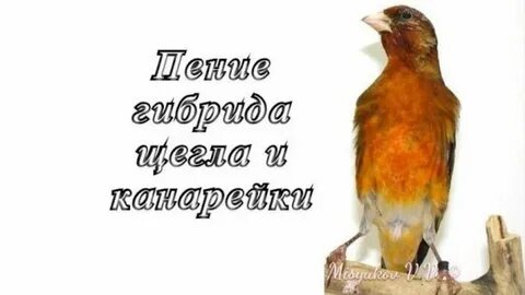 Выполните поиск по словам канарейки и щеглы