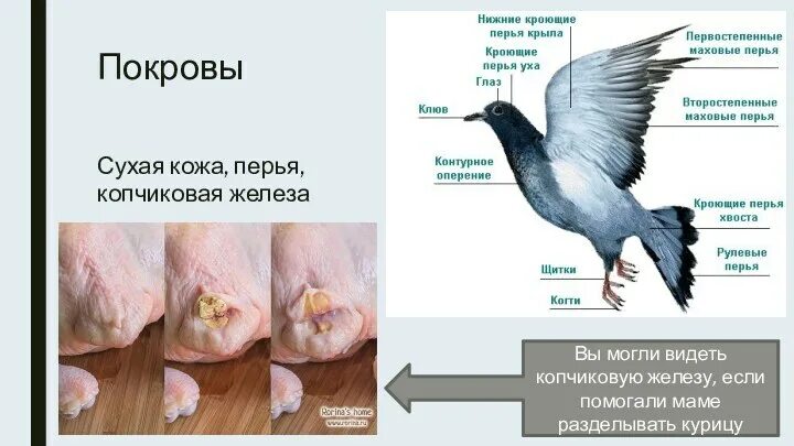 Копчиковая железа птиц обеспечивает. Копчиковая железа. Копчиковая железа у птиц. Копчиковая железа у птиц функции. Хорошо развита копчиковая железа.