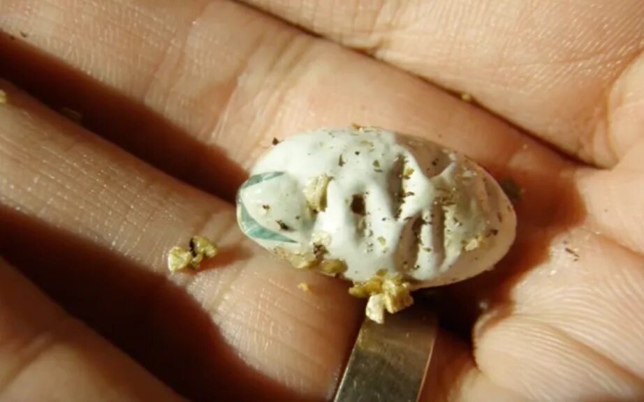Tiny egg