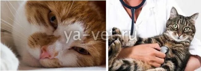 Можно ли заболеть от кошек. Можно ли заболеть от кошек. Кошка может заразиться герпесом. Может ли человек заразить кошку простудой. Болезни от кошек передающиеся человеку.