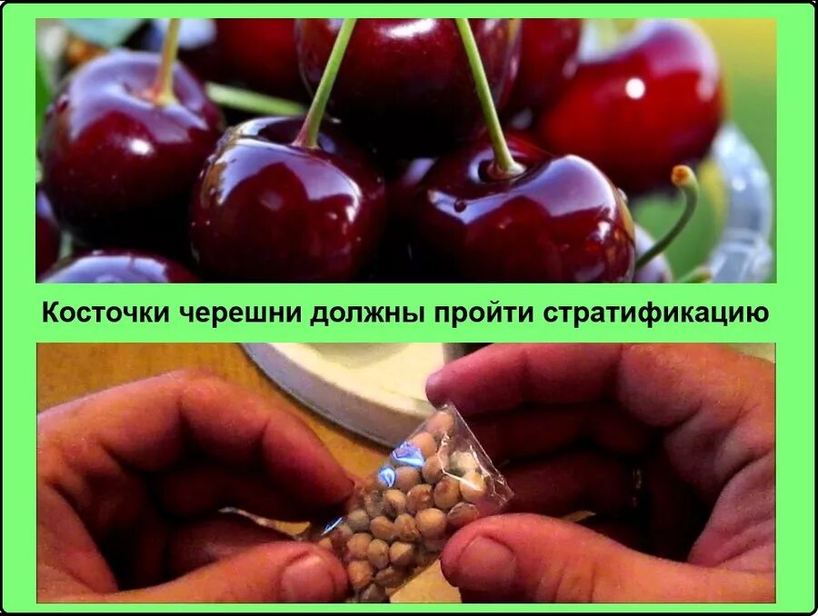 Как вырасти черешню. Вырастить черешню из косточки. черешня из косточки. прорастить косточку черешни. черешня проросла из косточки.