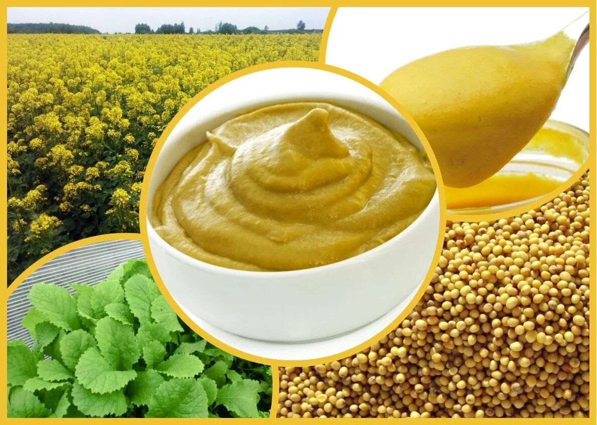 Горчица из порошка молоко. Горчица. горчица пищевая. горчица mustard. горчица фото.