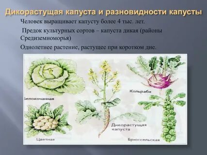 Предком культурных сортов капусты была