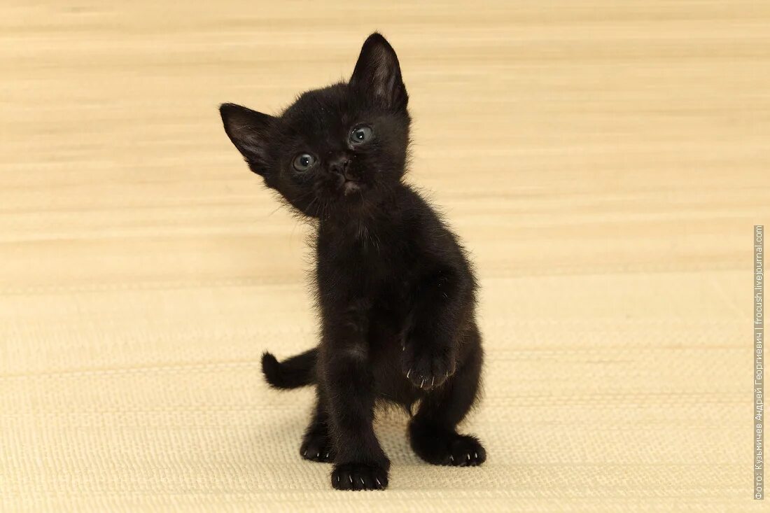 Бомбейская кошка. Котята бомбейской породы. Черный кот бомбейской породы. Бомбейская кошка длинношерстная. Какие черные котята есть