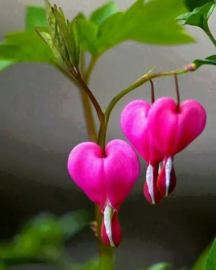 Человек любящий цветы как называется. Дицентра великолепная (bleeding heart). цветы сердце. кровоточащее сердце цветок.
